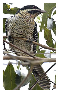 CommonKoel(LP).jpg