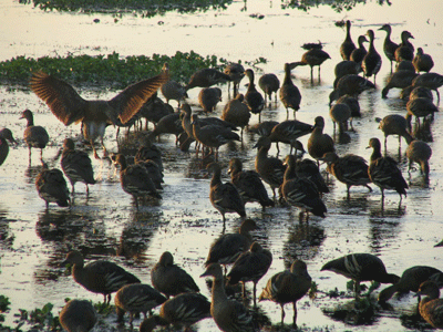 Birds Birds