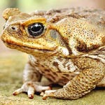 Toad