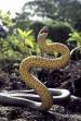 Brown Snake