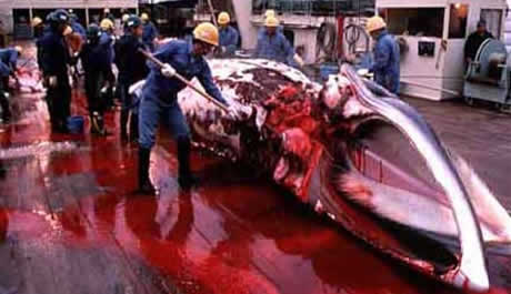 Whales again